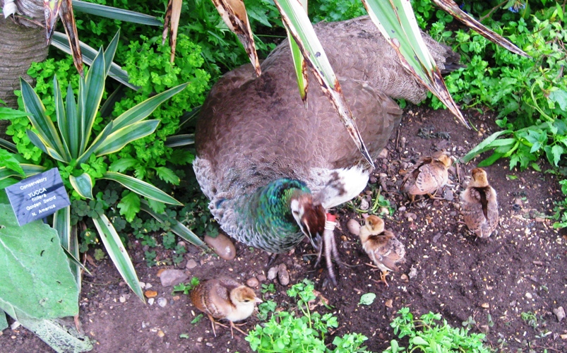 MaMa Peacock